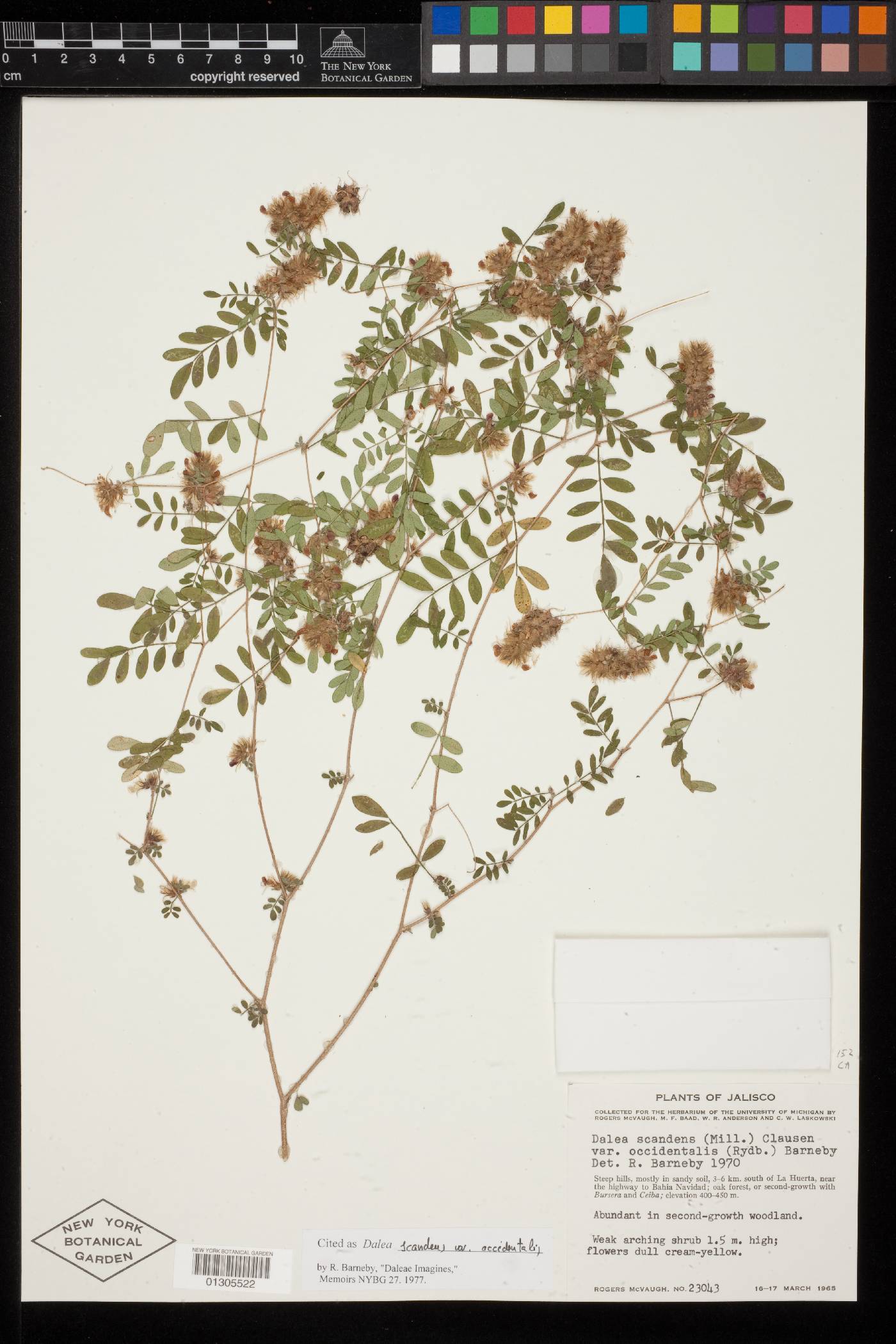 Dalea scandens var. occidentalis image