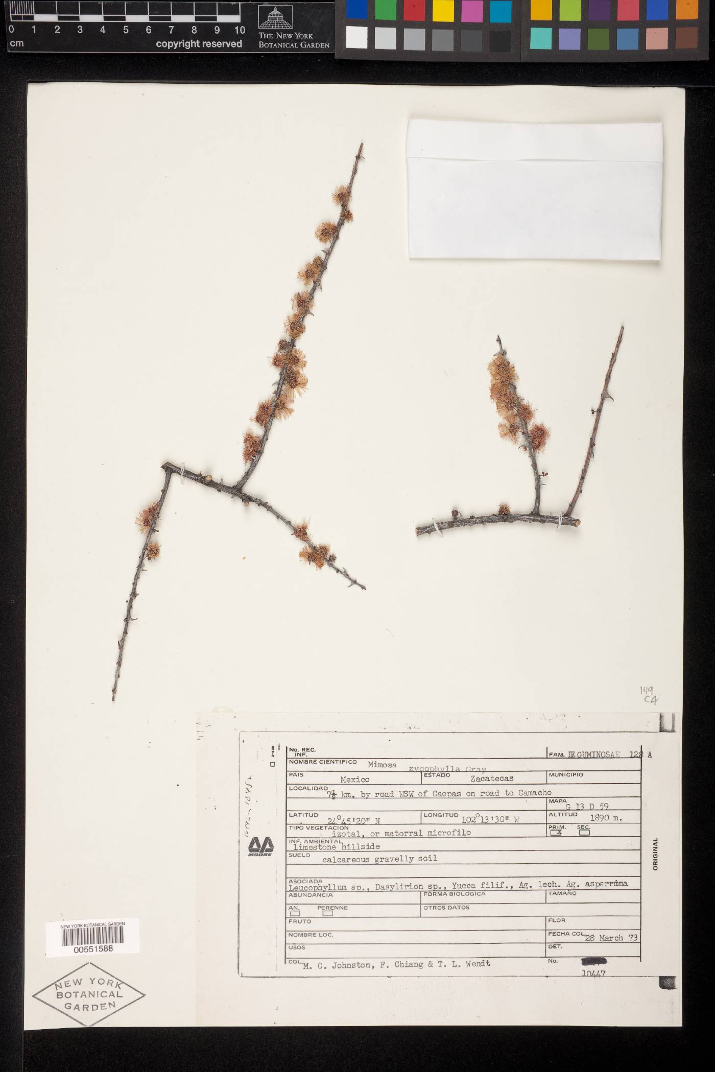 Mimosa zygophylla image