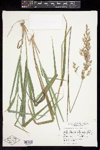 Calamagrostis porteri image