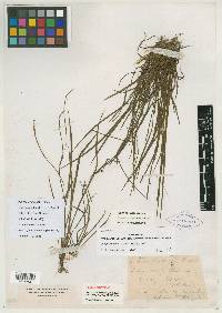 Sisyrinchium fuscatum image