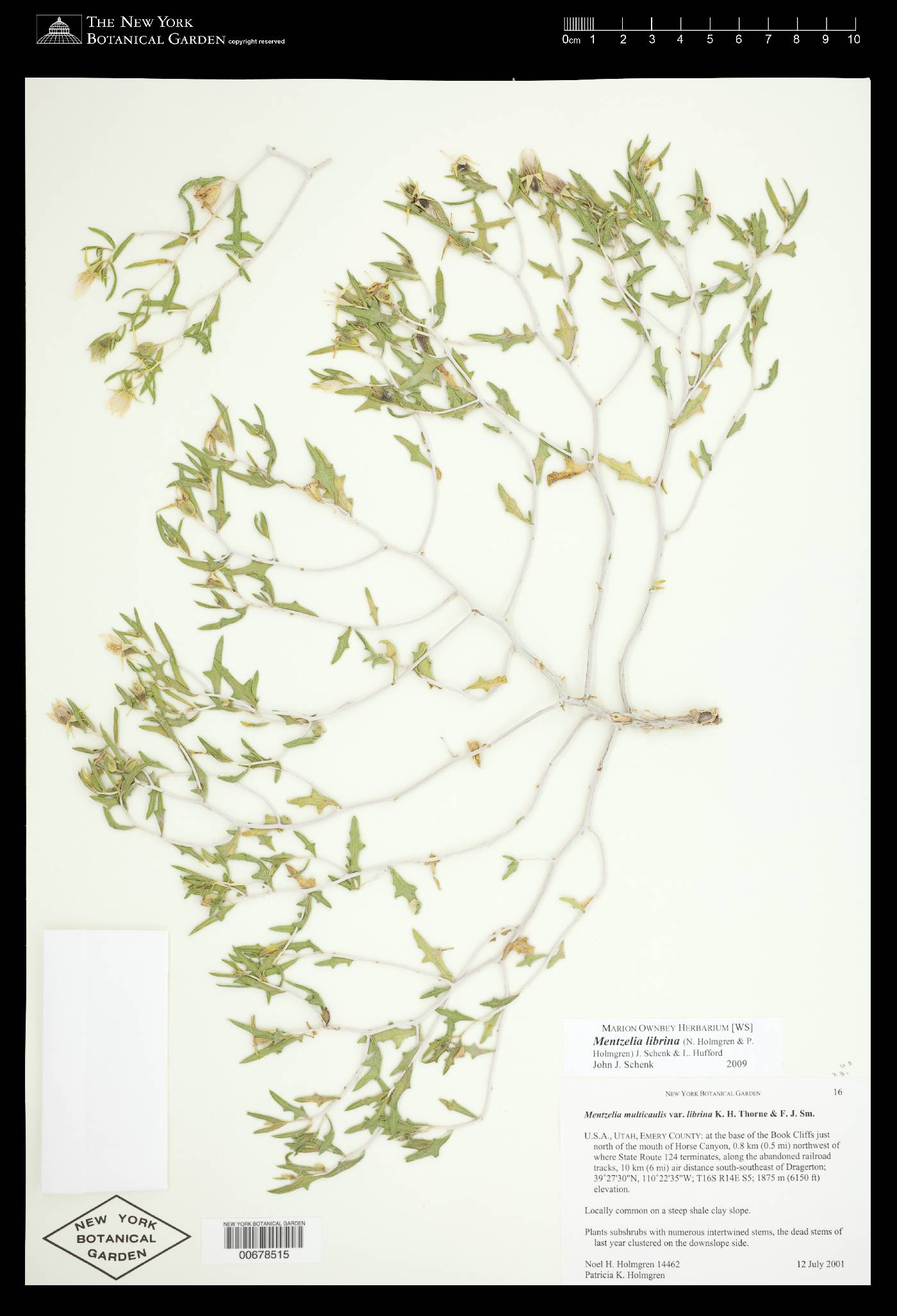 Mentzelia librina image