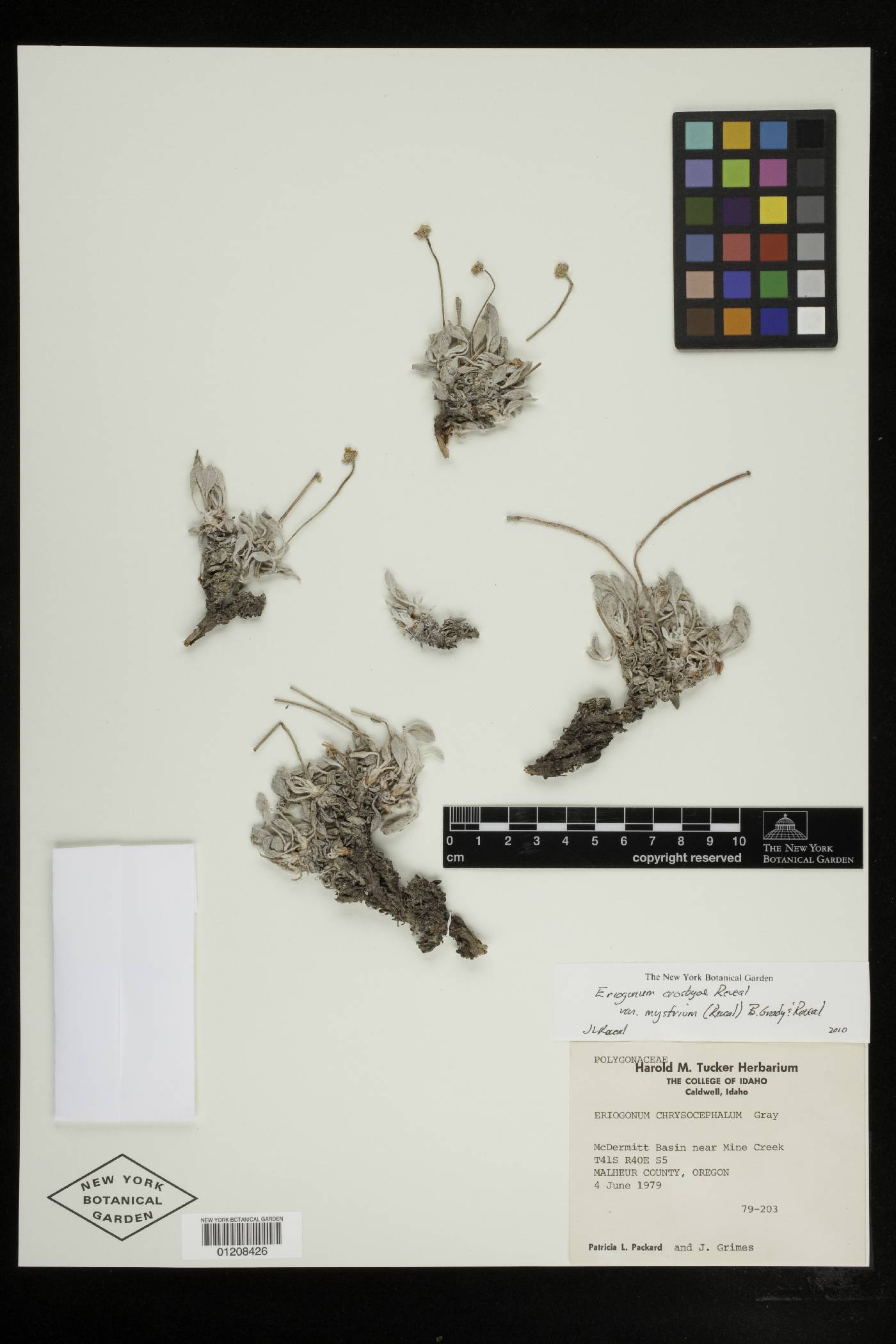 Eriogonum crosbyae var. mystrium image