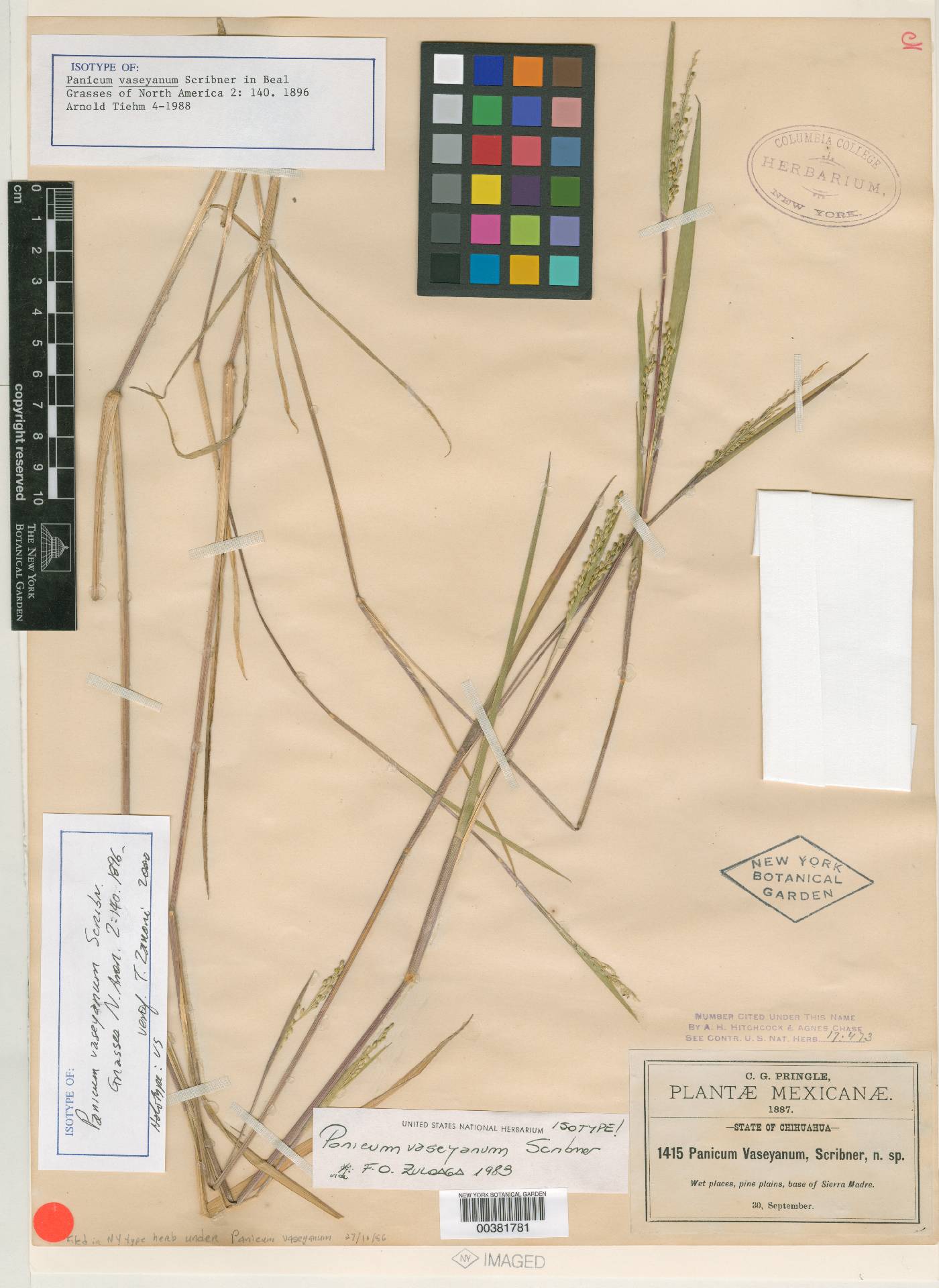 Panicum vaseyanum image