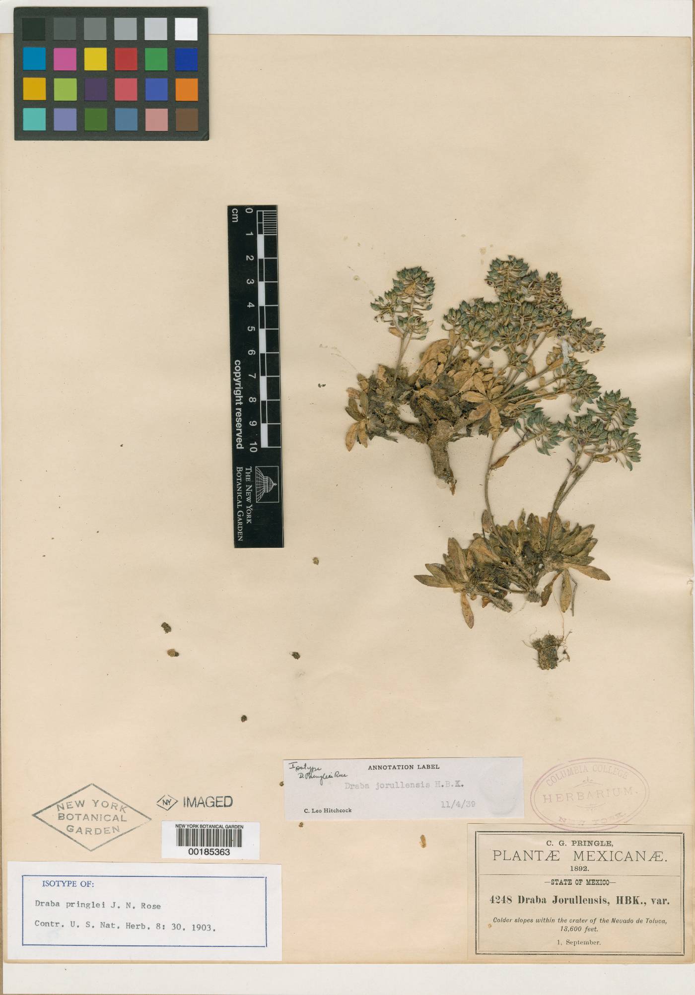 Draba jorullensis image