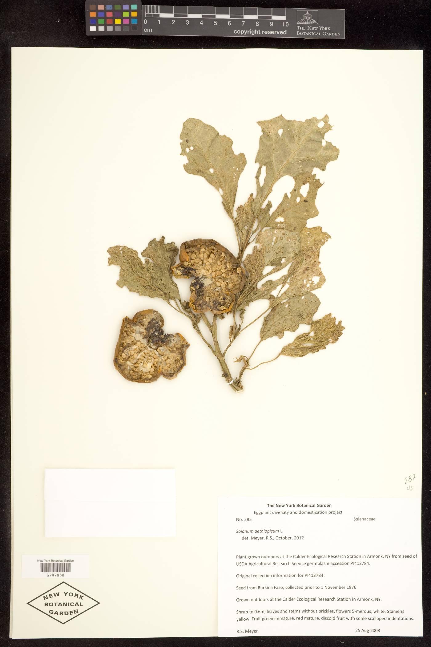 Solanum aethiopicum image