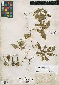 Ipomoea melanotricha image