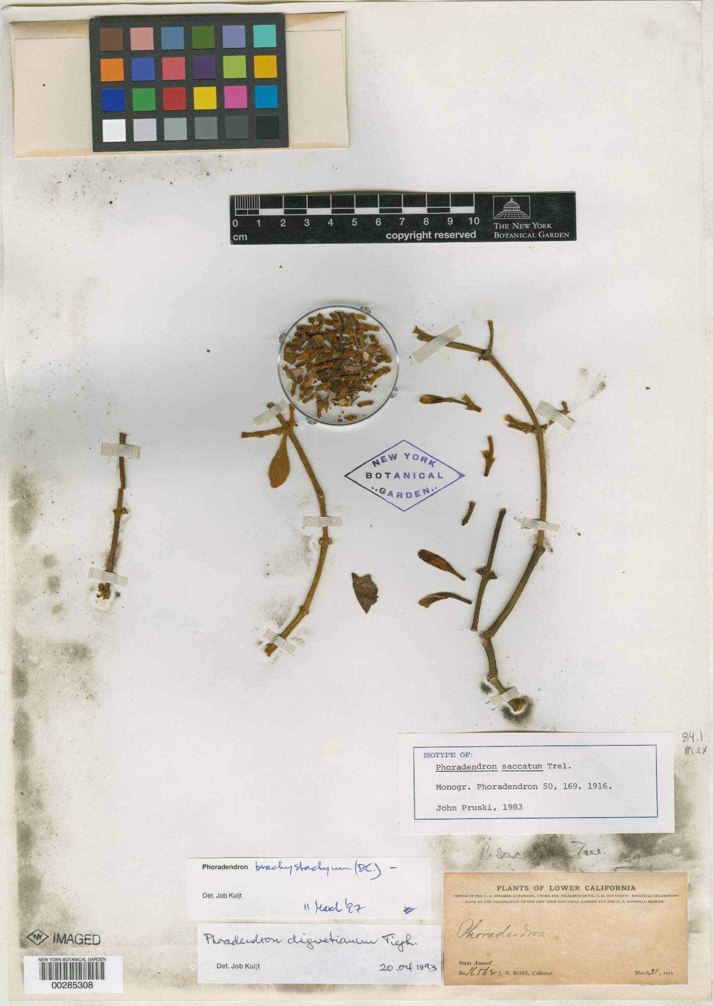 Phoradendron saccatum image