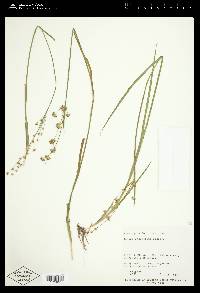 Juncus ensifolius var. montanus image