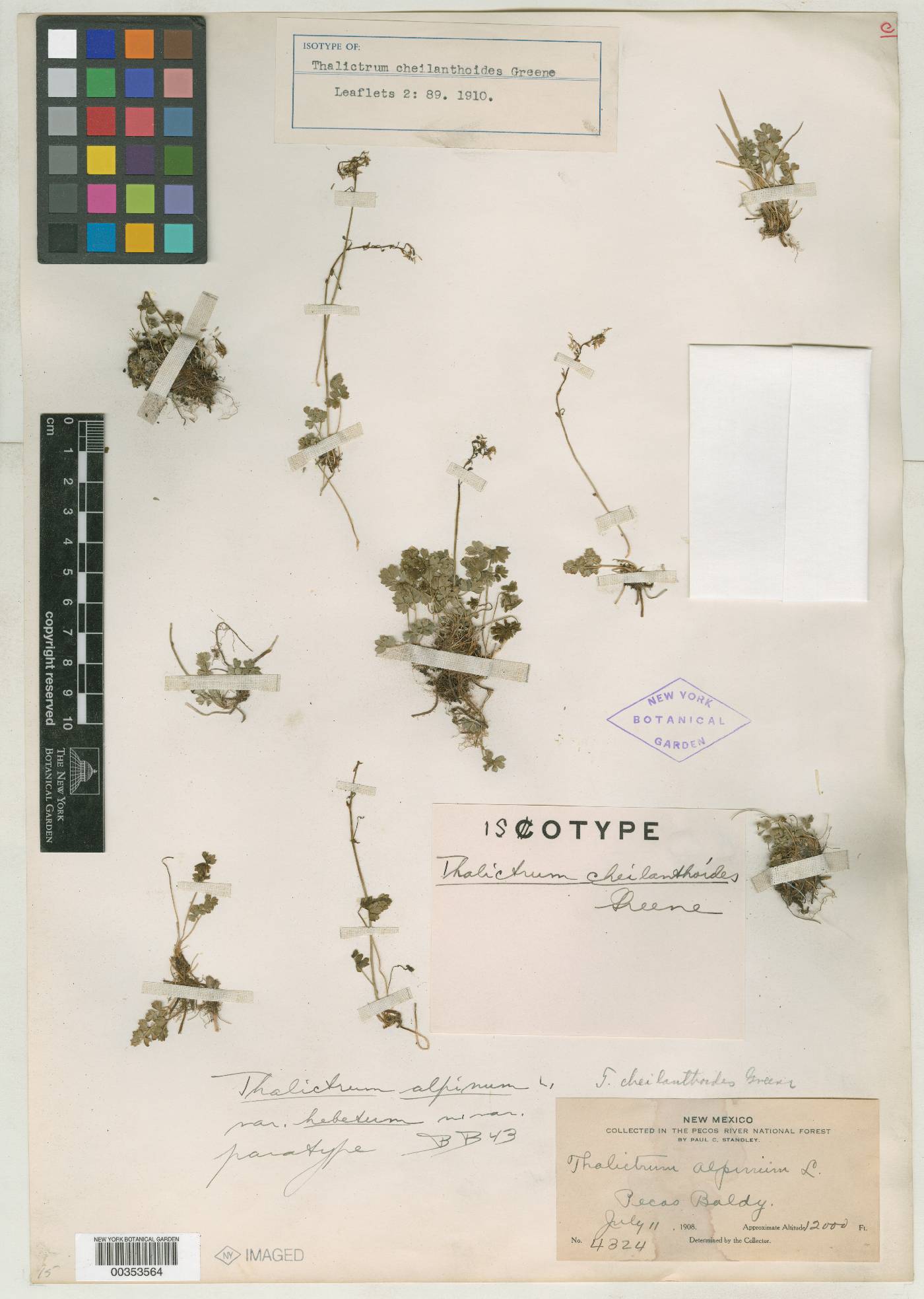 Thalictrum cheilanthoides image