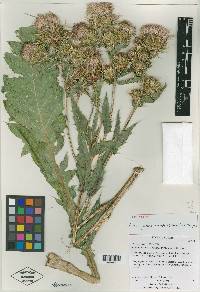 Cirsium joannae image