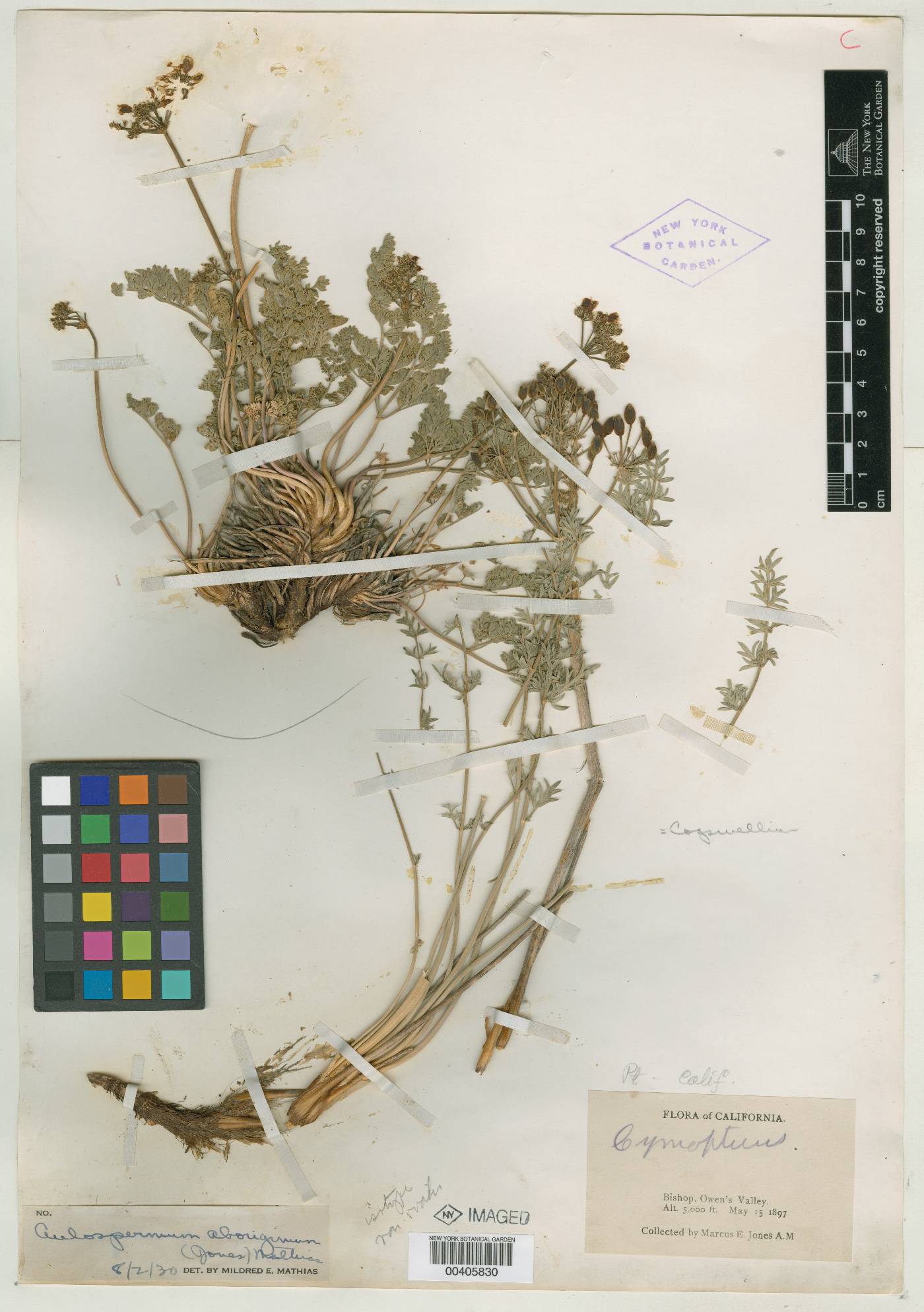 Cymopterus aboriginum var. ovalis image