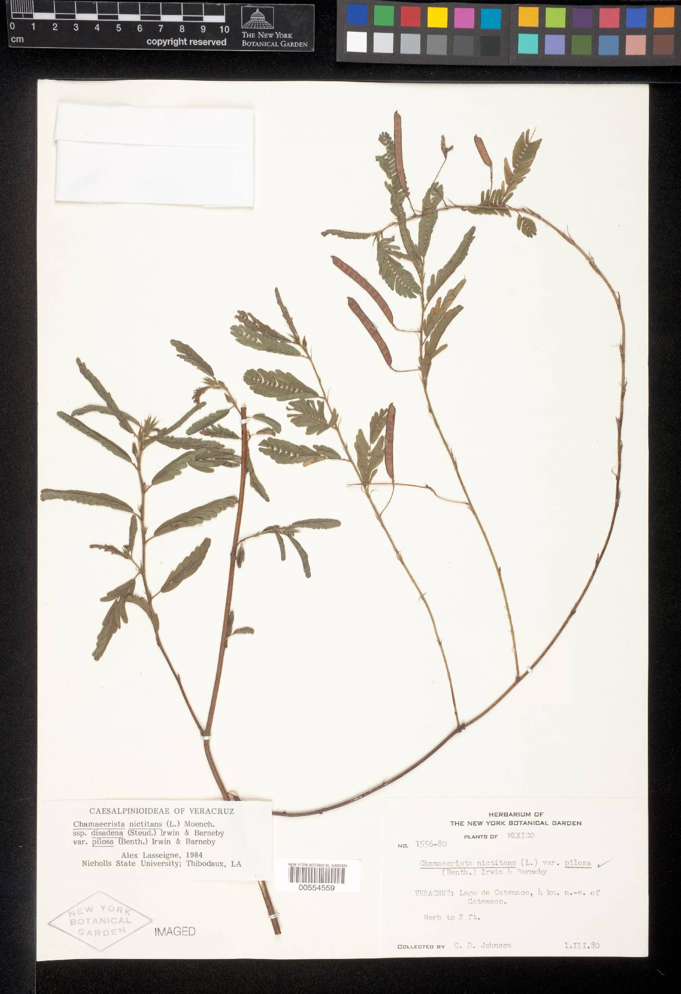 Chamaecrista nictitans var. pilosa image