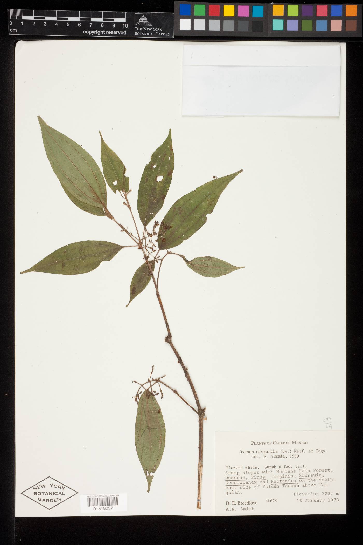 Miconia neomicrantha image