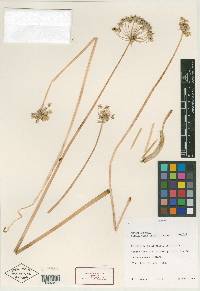 Image of Allium mannii