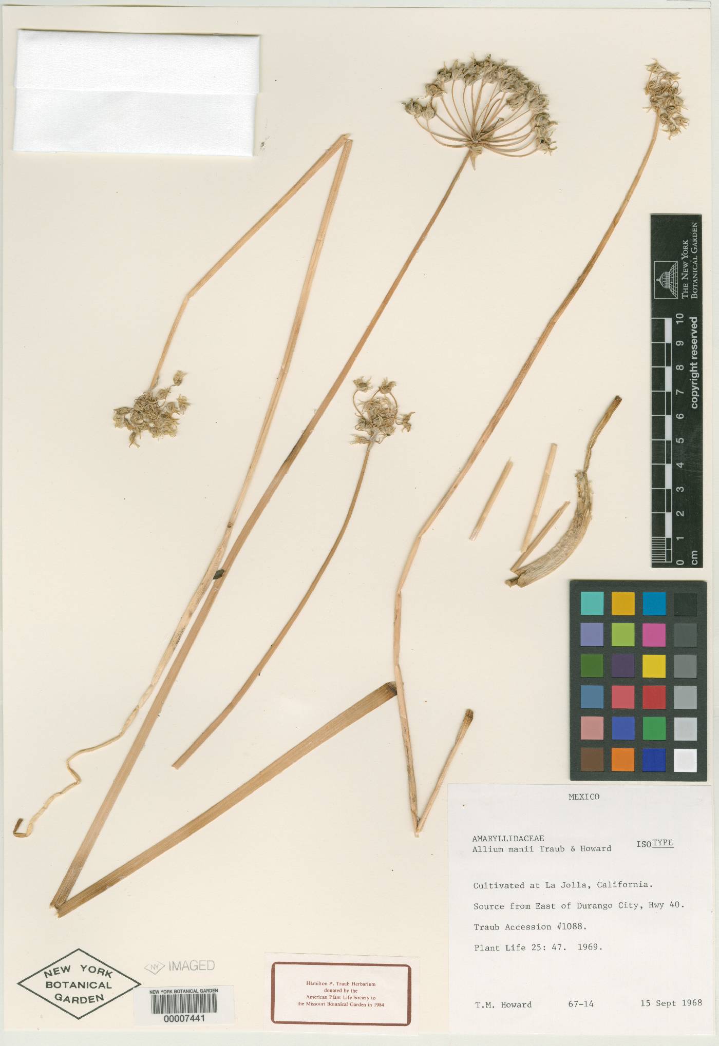 Allium mannii image