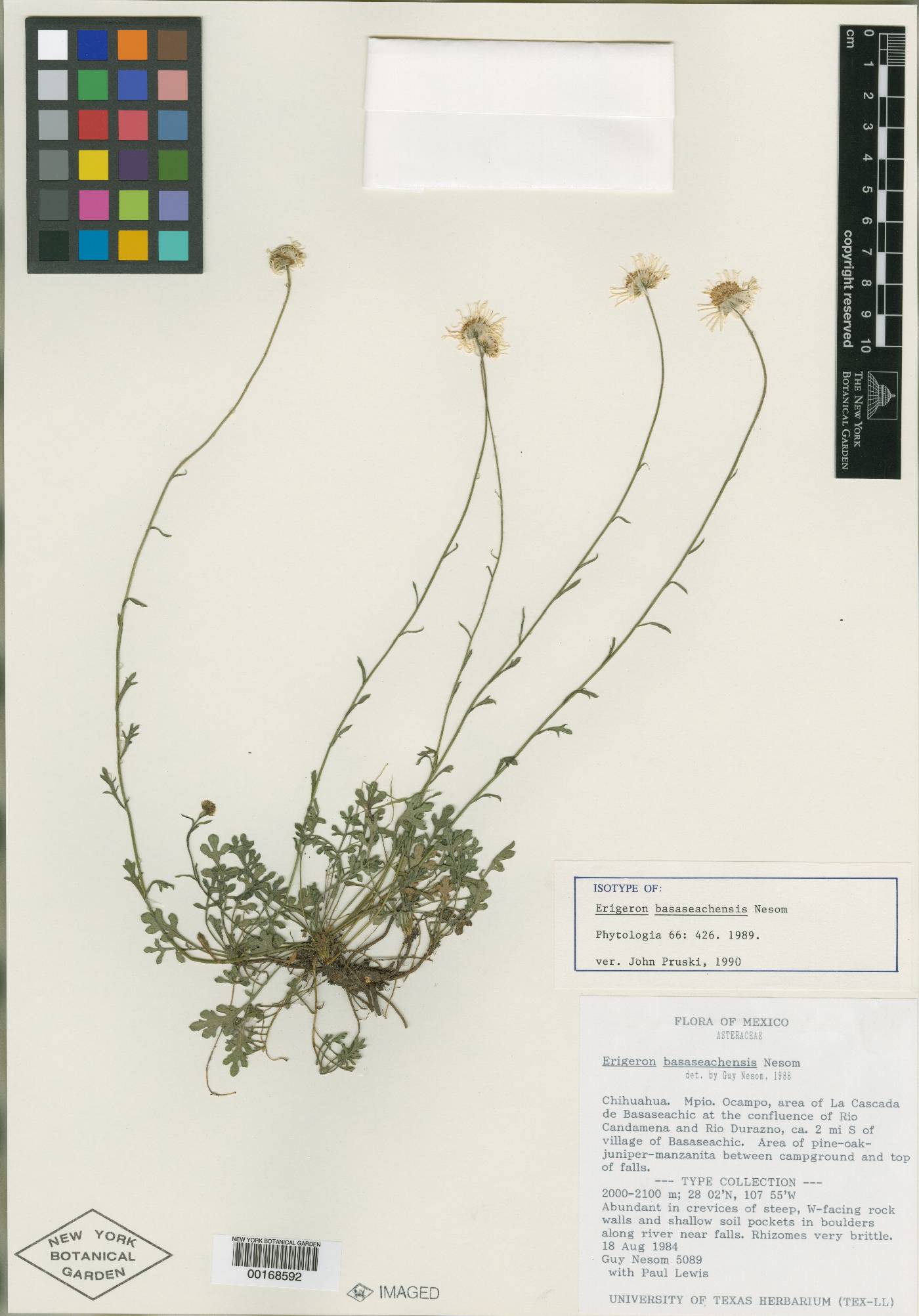 Erigeron basaseachensis image