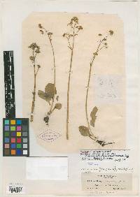 Saxifraga fragosa image