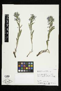 Mertensia oblongifolia image