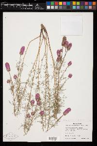 Dalea purpurea image