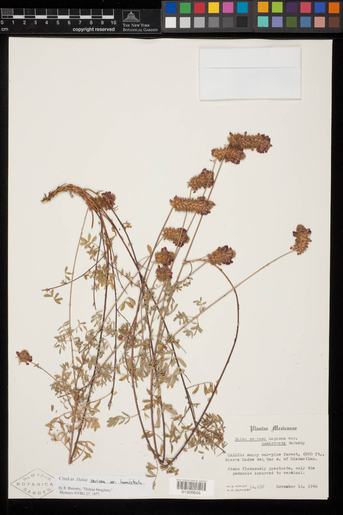 Dalea sericea var. humistrata image