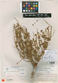 Ephedra cutleri image