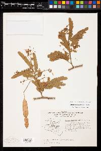 Albizia tomentosa image