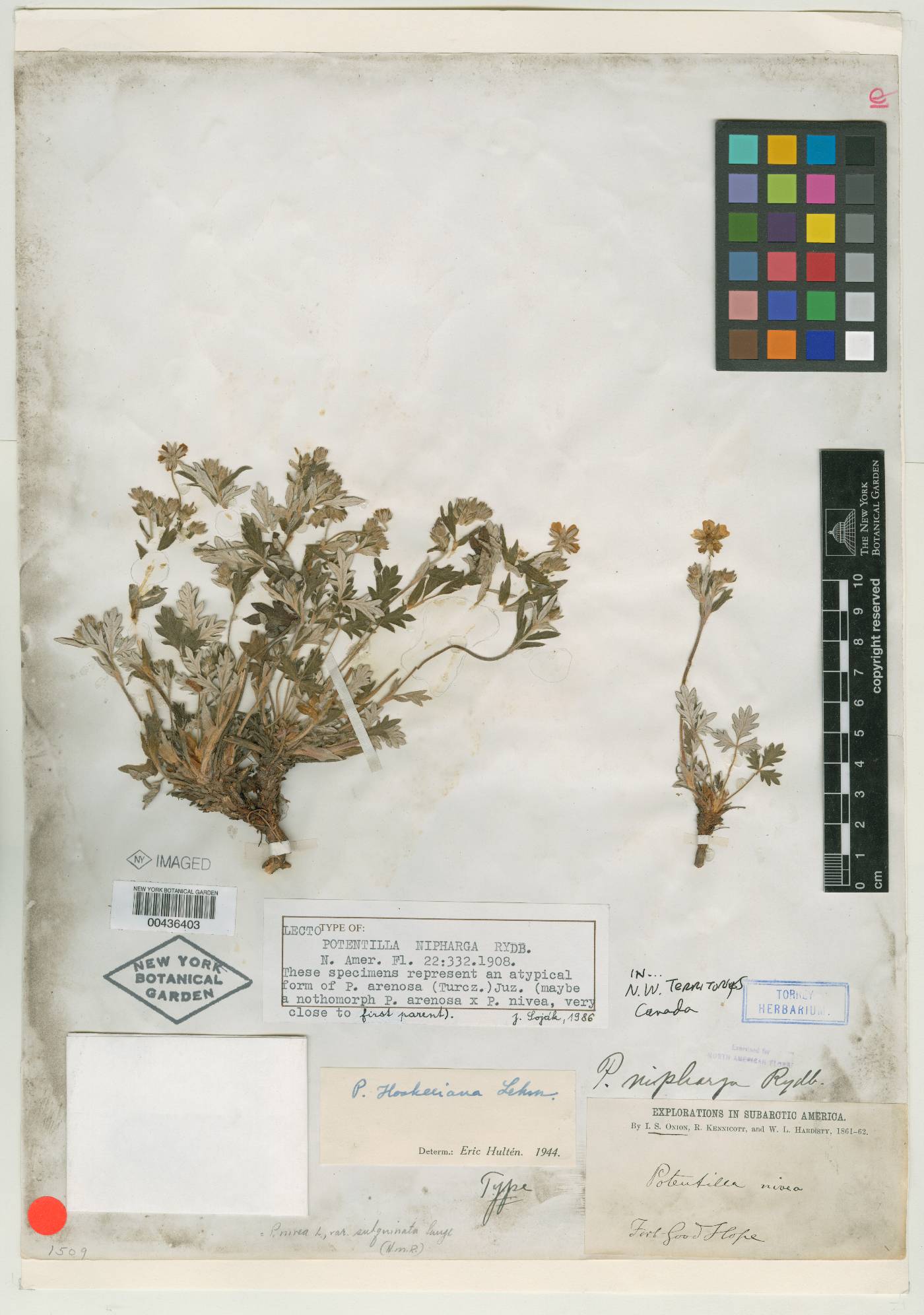 Potentilla nivea subsp. subquinata image