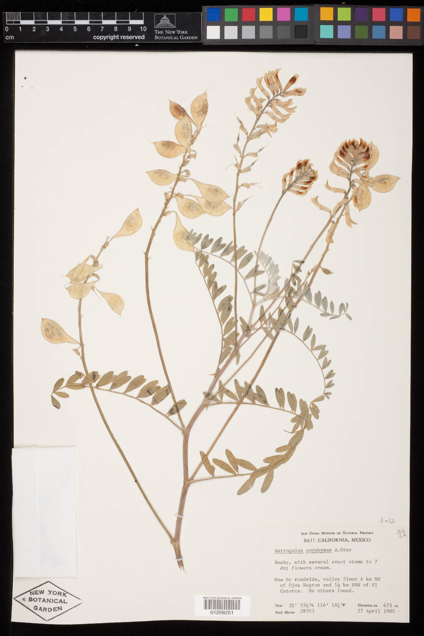 Astragalus oxyphysus image