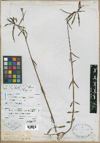 Dianthera ovata image