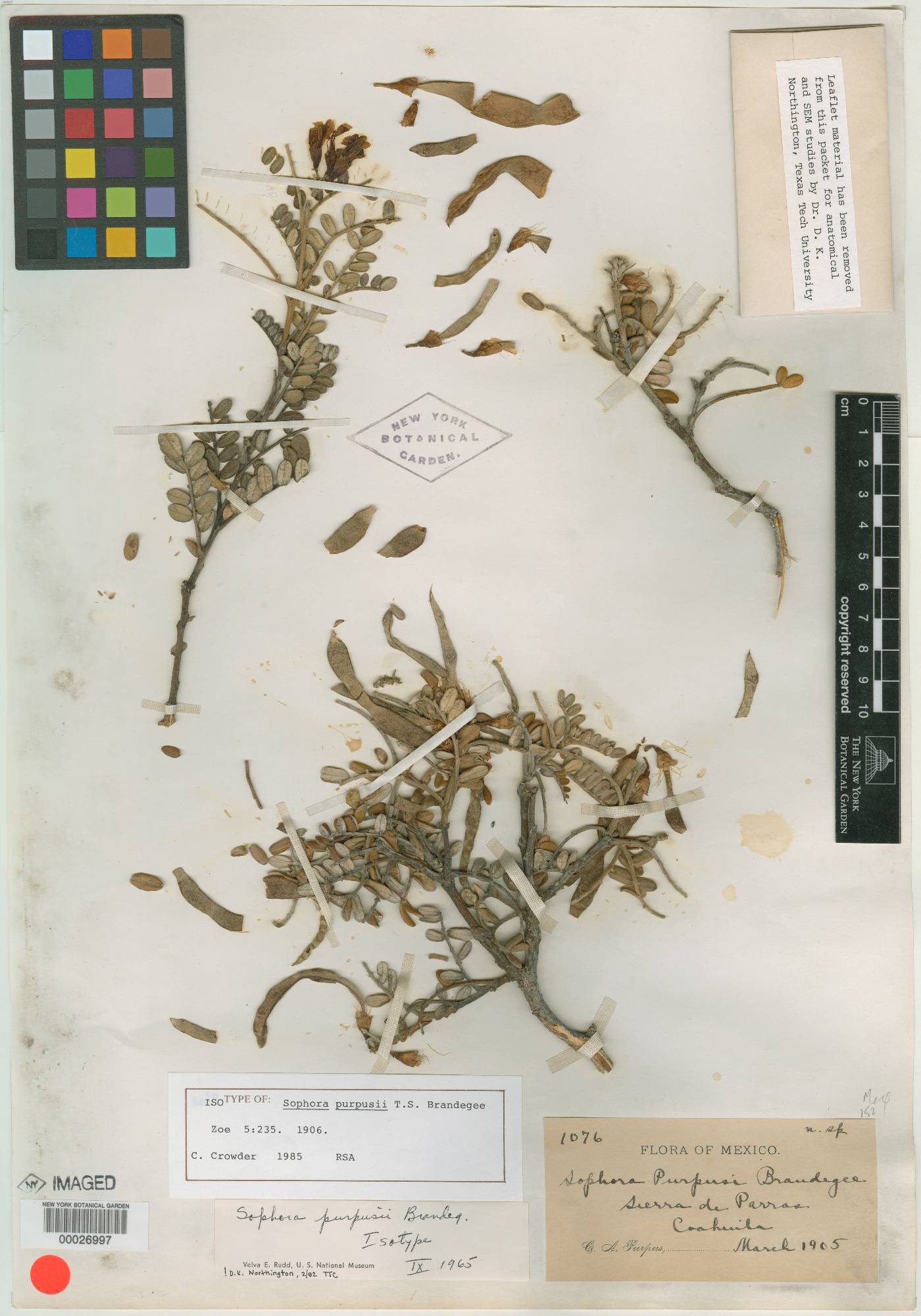 Sophora purpusii image