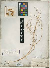 Astragalus pterocarpus image