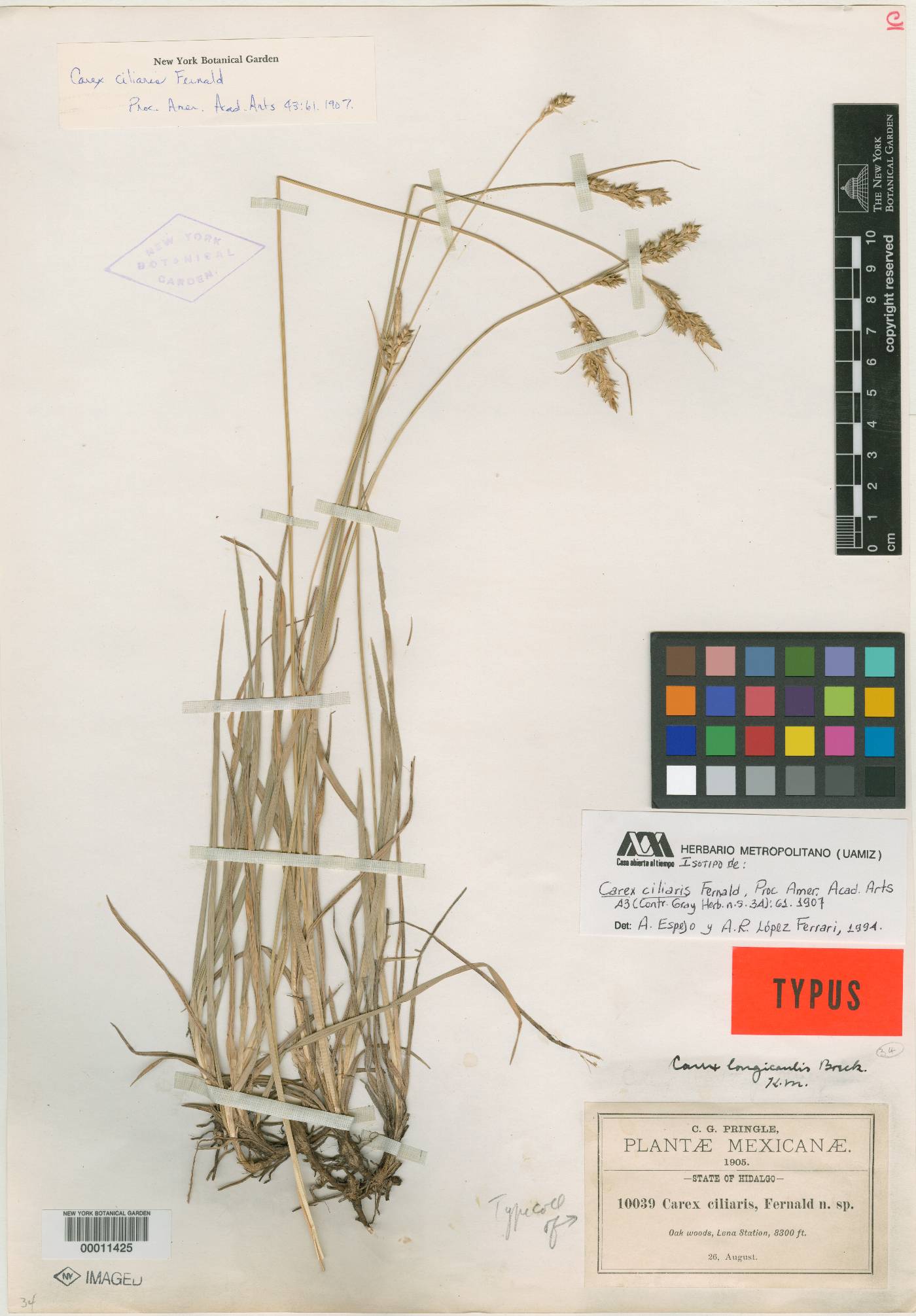 Carex longicaulis image