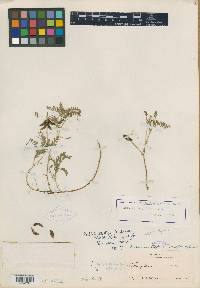 Astragalus esperanzae image