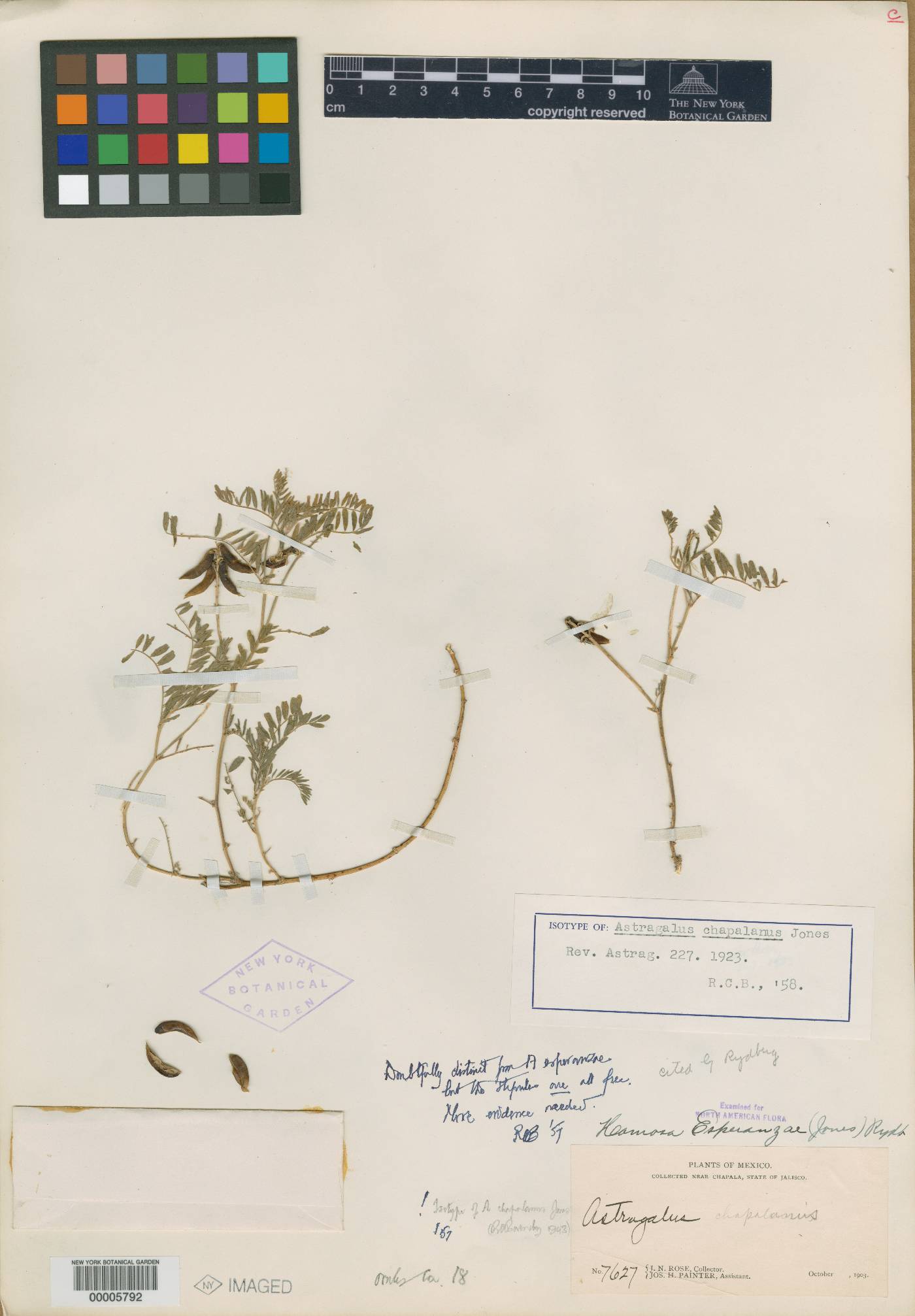 Astragalus esperanzae image