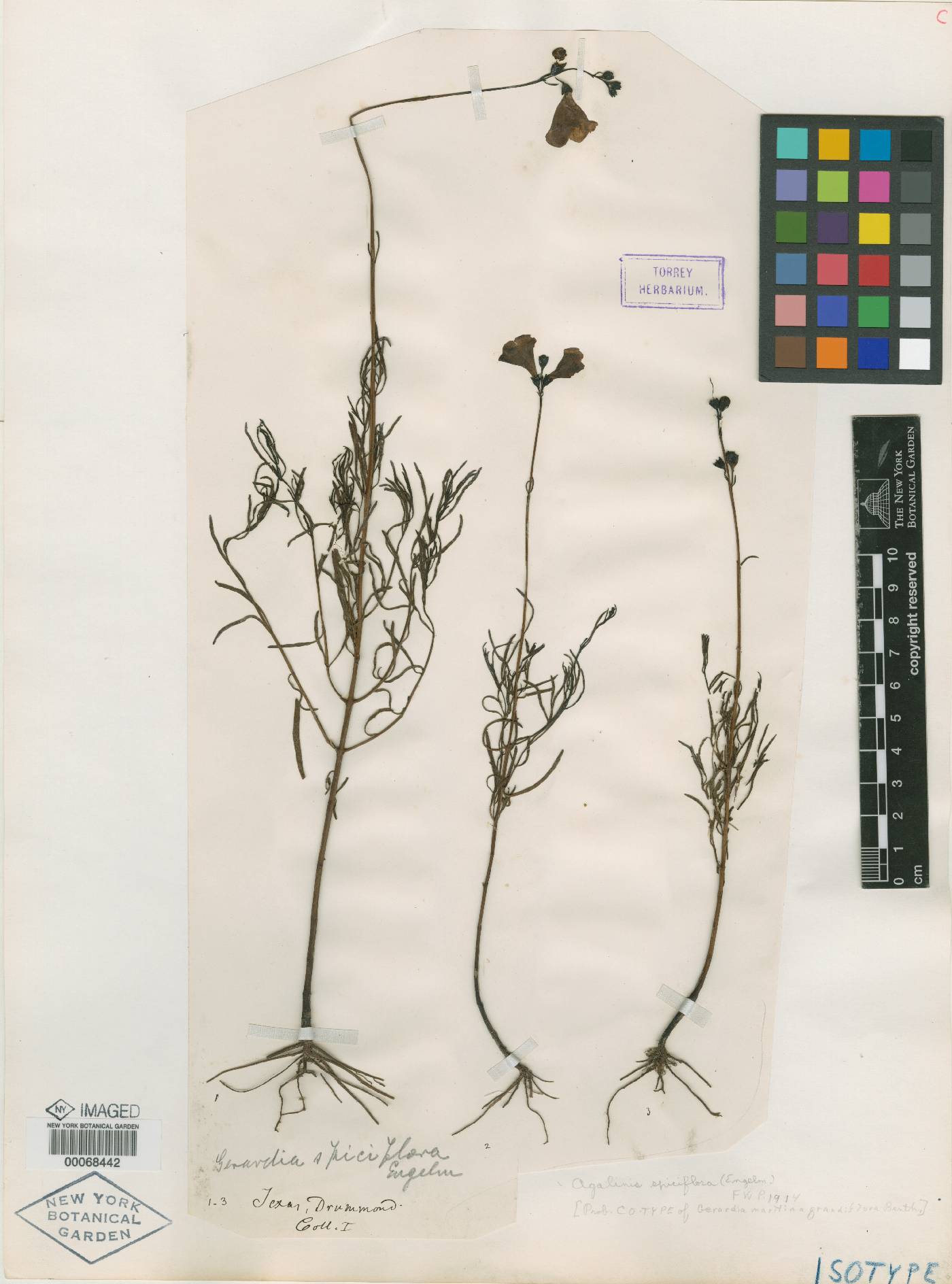 Gerardia maritima var. grandiflora image