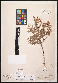 Thuja occidentalis image