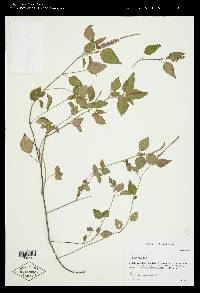 Acalypha phleoides image