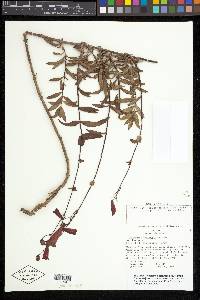 Penstemon hartwegii image