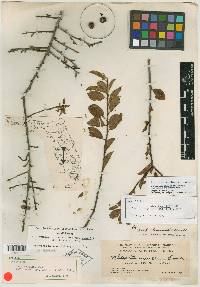 Ilex buswellii image