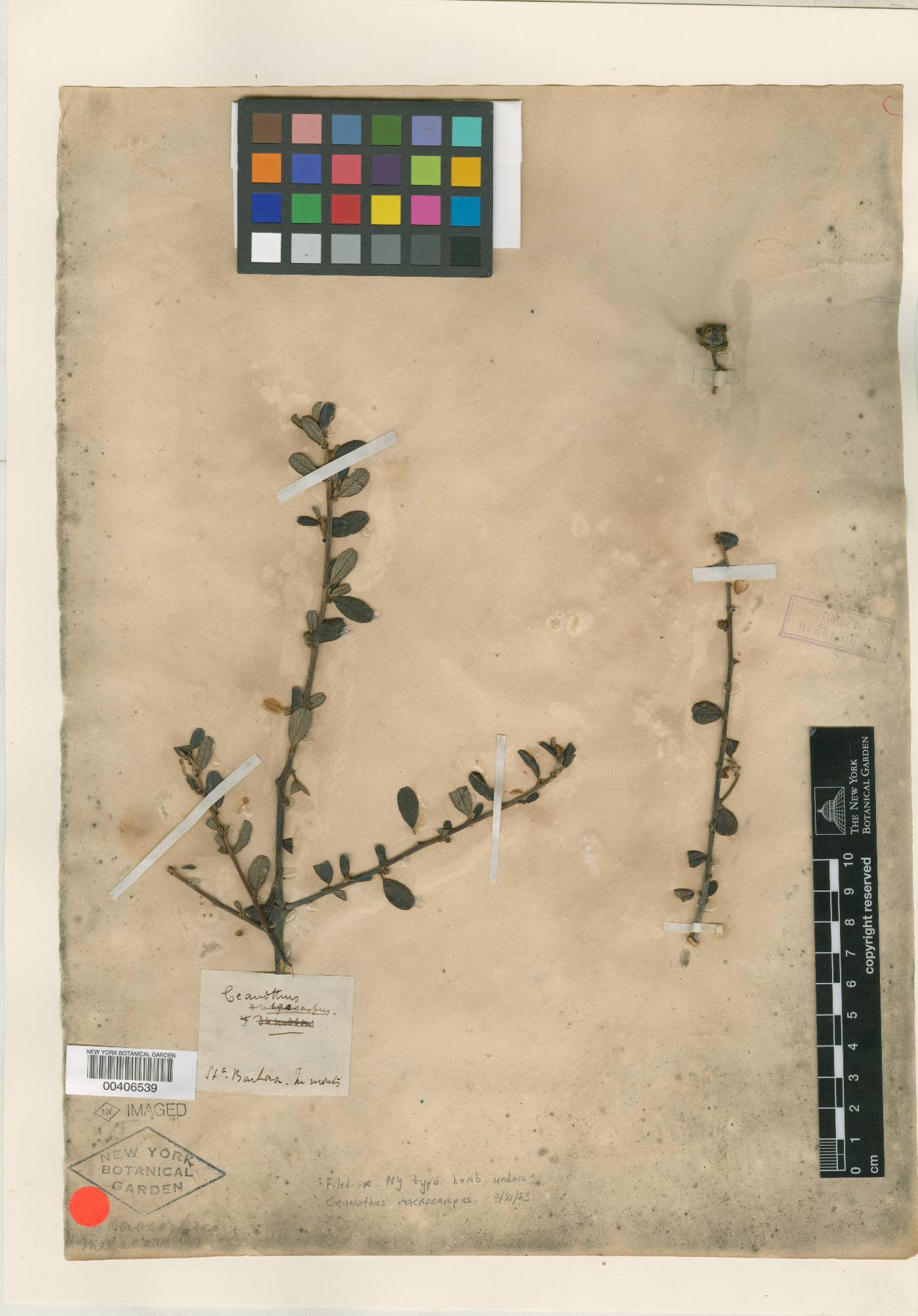 Ceanothus macrocarpus image
