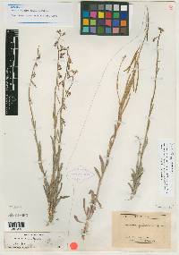 Arabis pulchra image