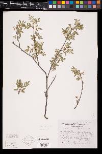 Bursera multifolia image