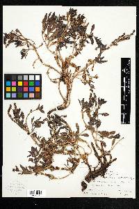 Heliotropium curassavicum var. obovatum image