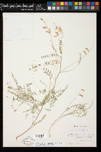 Astragalus coahuilae image