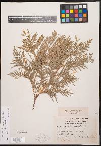 Thuja occidentalis image