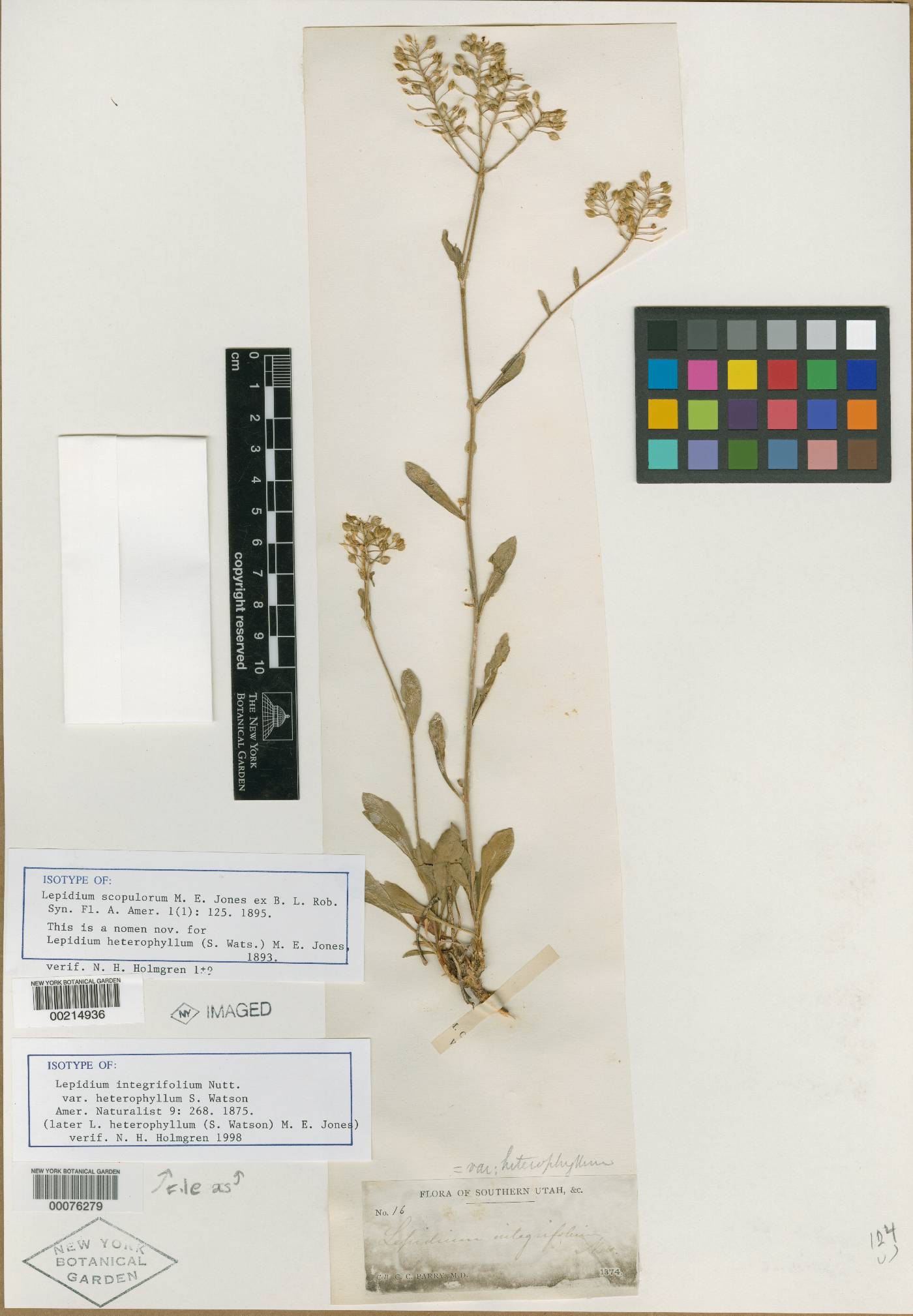 Lepidium integrifolium var. heterophyllum image