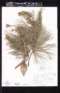 Pinus georginae image