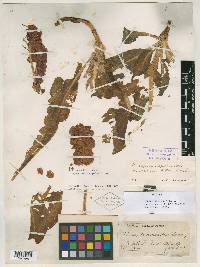 Rumex tuberosus image