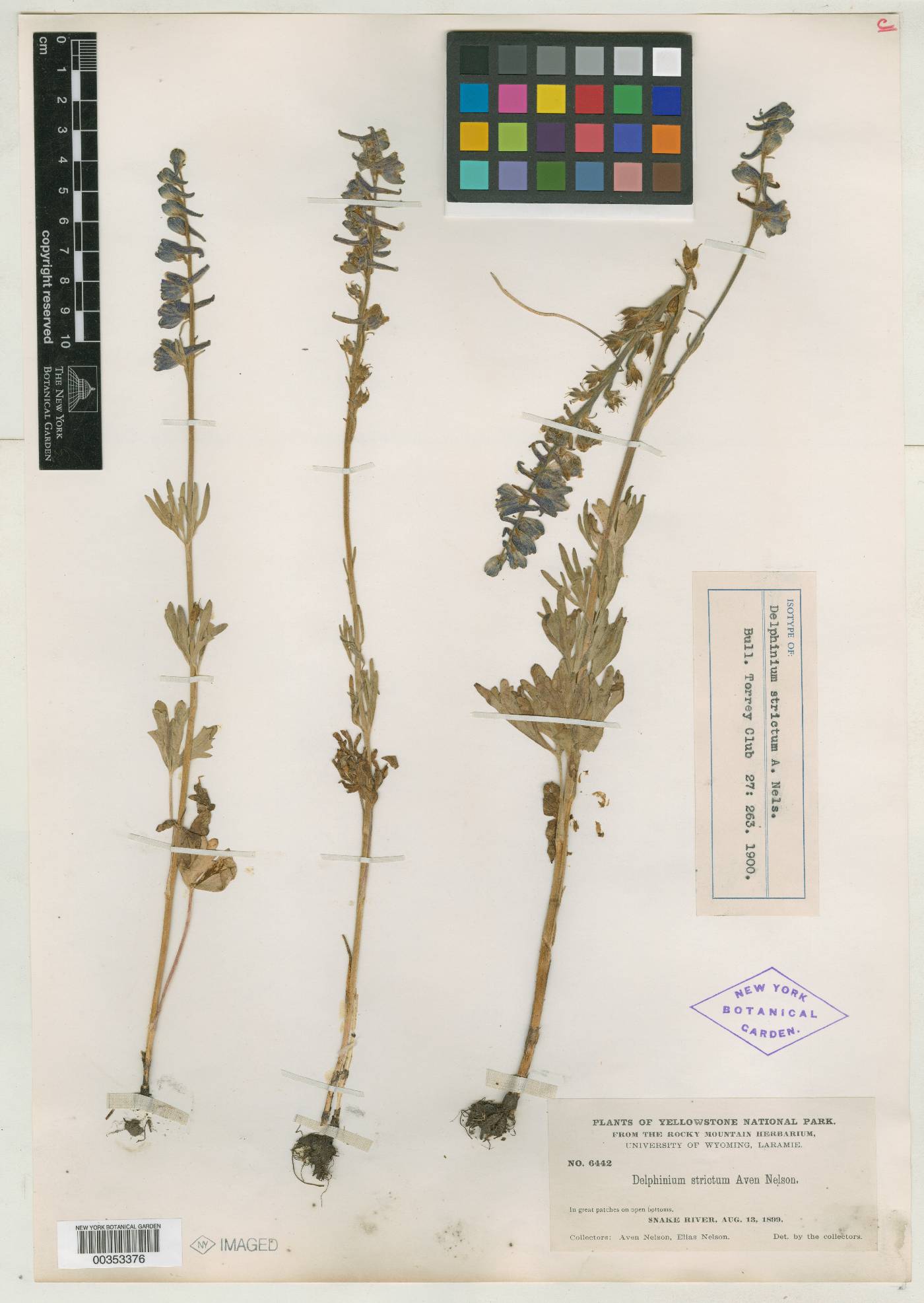 Delphinium strictum image