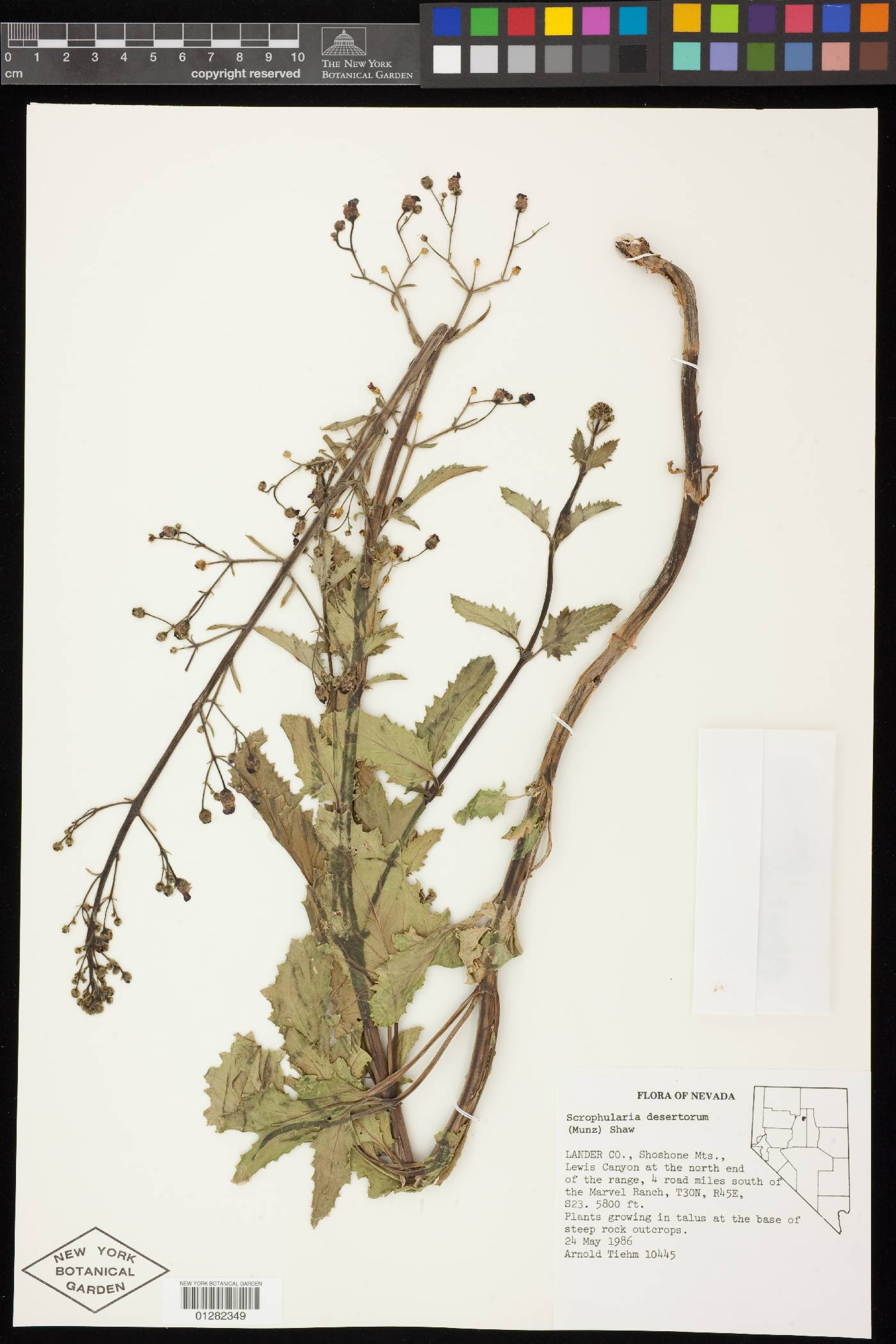 Scrophularia desertorum image